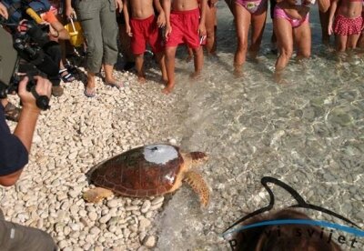 One more sat-tagged loggerhead turtle