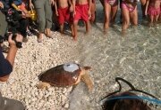 One more sat-tagged loggerhead turtle