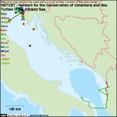 Sea Turtle Satellite Tracking has started!