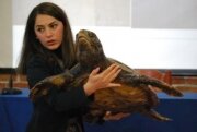 NETCET course on handling, recovering, releasing caught/stranded ST - Tirana (AL)