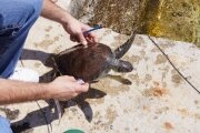 The release of a young Green Sea Turtle (video) - Municipality of Kotor (Montenegro).