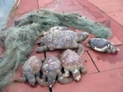 The role of gillnets in the December 2014 Sea Turtles deaths - the Cetacea Foundation point of view
