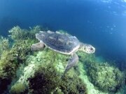 Corso di formazione nidificazione Caretta Caretta