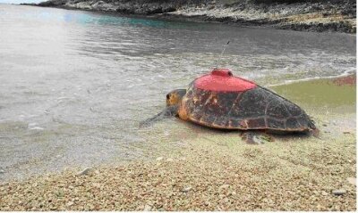 Our turtles are transmitting!