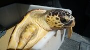 Rescue Centre - Workshop in Riccione