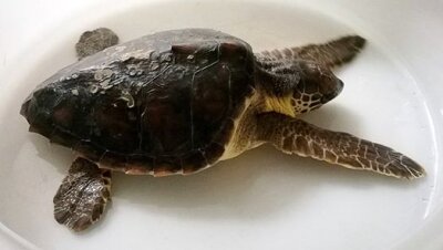 Sea Turtle release event in Venice